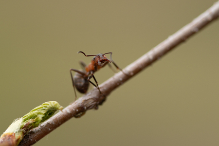 ant on a branch close-upの写真素材