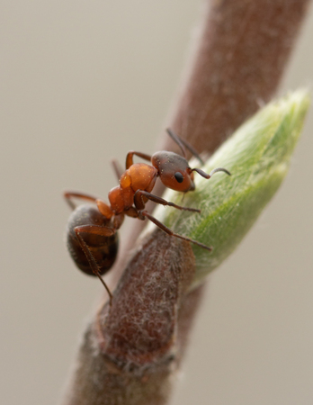 ant on a branch close-upの写真素材