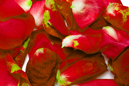 red rose petals on white backgroundの写真素材