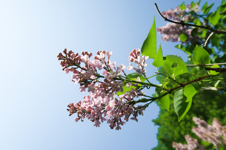 lilac flowers on a sky background landscapeの写真素材