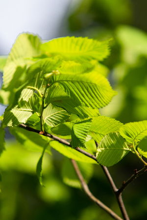 green leaves against the skyの写真素材