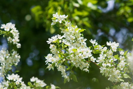 apple tree in bloom landscape of natureの写真素材