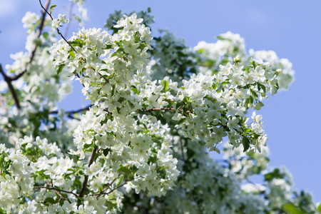apple tree in bloom landscape of natureの写真素材