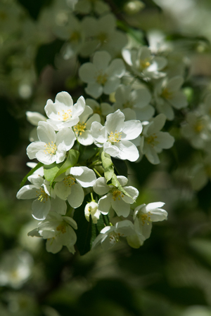 white flowers apple close-up nature landscapeの写真素材