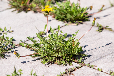 spring landscape, yellow dandelion flowers in green grassの写真素材