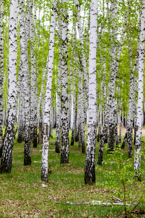 green spring birch forest, landscapeの写真素材