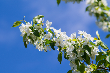 white flowers apple close-up nature landscapeの写真素材