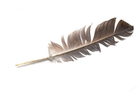 feather from a bird's wing on a white backgroundの写真素材