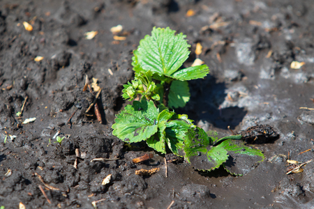 Strawberry in spring blooms in the groundの写真素材
