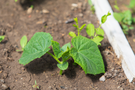 green shoots of cucumbers in spring on earthの写真素材