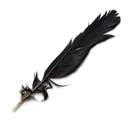 feather from a bird's wing on a white backgroundの写真素材