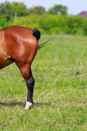 tail horse back view, grass meadowの写真素材