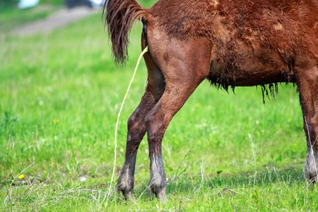 tail horse back view, grass meadow