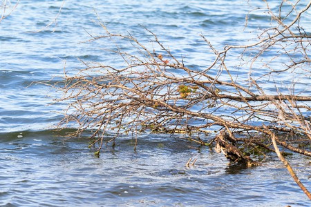 shore lake summer landscape natureの写真素材