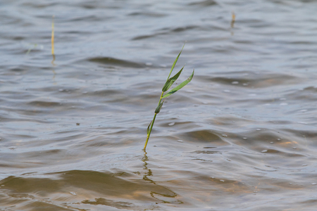 shore lake summer landscape natureの写真素材