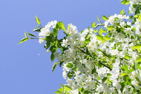 white flowers apple close-up nature landscape