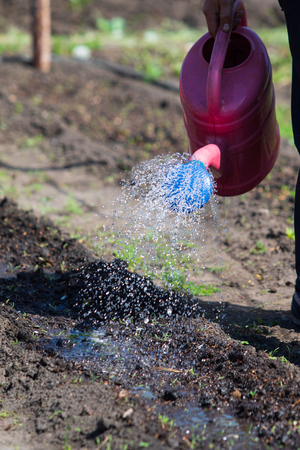 watering the garden with water spray with jetsの写真素材