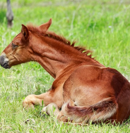 foal lies in the green grassの写真素材