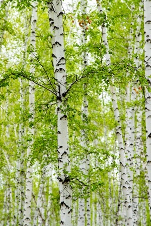 background of birch forest trees green springの写真素材