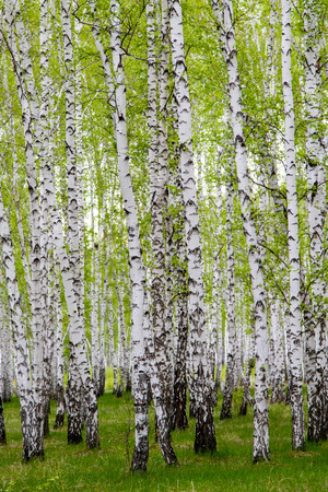 green spring birch forest, landscapeの写真素材