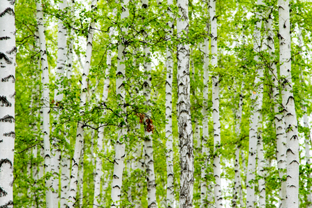 background of birch forest trees green springの写真素材