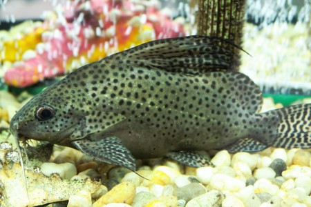 colored fish in an aquarium