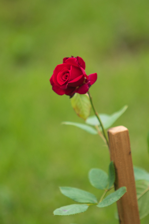 flowers roses on a flowerbed landscapeの写真素材