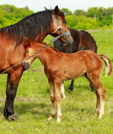 A mare with a foal on a green meadow, close-up.の写真素材