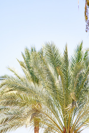 Palm tree leaves on the sky backgroundの写真素材