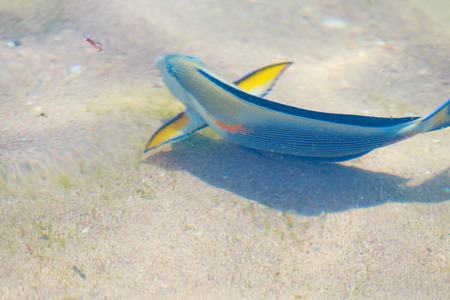 reef fish top view, defocused by water