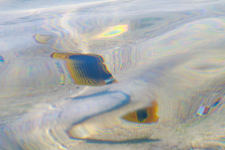 reef fish top view, defocused by water