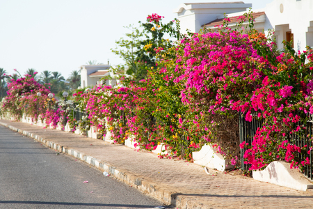 Bougainvillea flowers live fenceの写真素材
