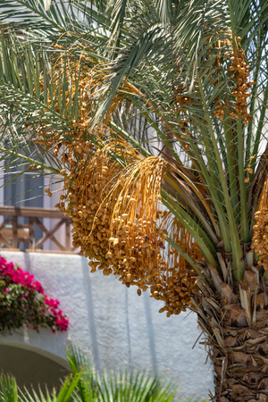 dates grow on a palm tree natureの写真素材