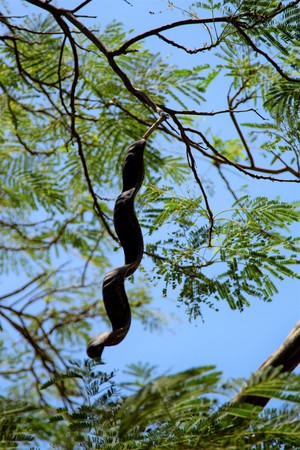 acacia tree against the skyの写真素材