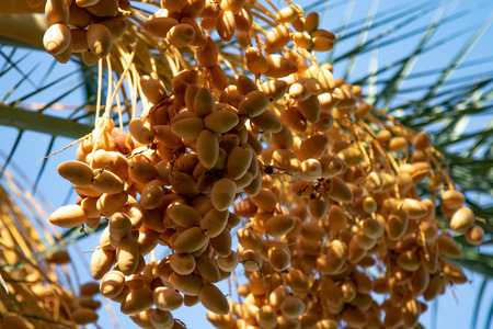 dates grow on a palm tree nature
