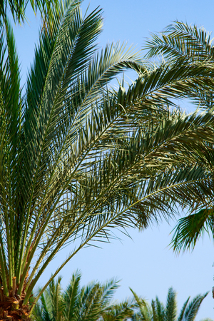 Palm tree leaves on the sky backgroundの写真素材