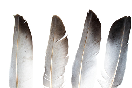 gray pigeon feather on a white backgroundの写真素材