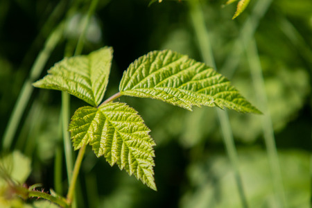 young green raspberry leaves closeupの写真素材
