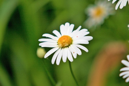 white daisy flowers in the grassの写真素材