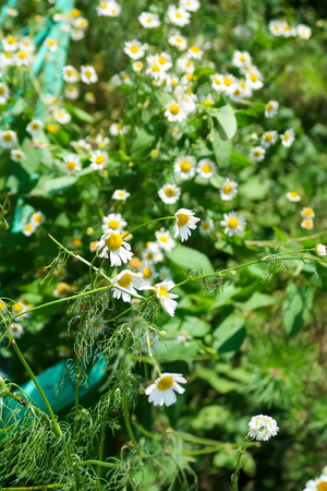 Chamomile Pharmacy Field Natureの写真素材