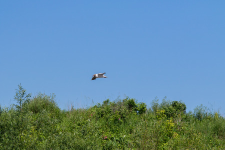 a seagull in the sky in flight