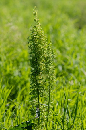 Rumex confertus on green grassの写真素材