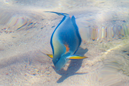 reef fish top view, defocused by water