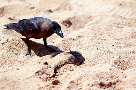 crow on the sand beach in search of foodの写真素材