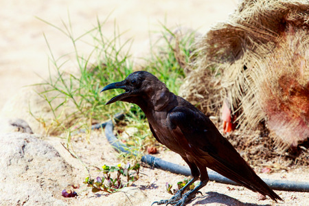 crow on the sand beach in search of food