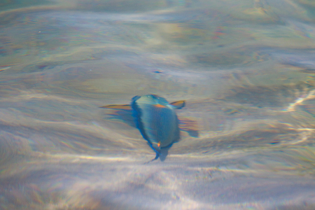 reef fish top view, defocused by water