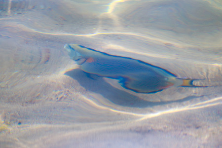 reef fish top view, defocused by water