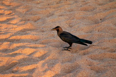 crow on the beach in search of foodの写真素材