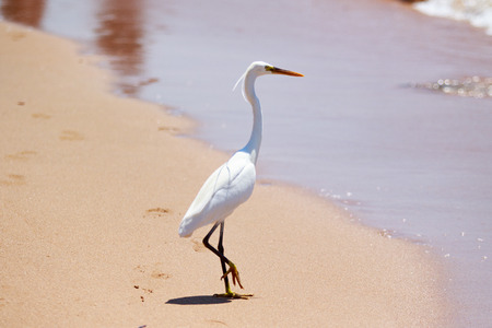 Great white heron on the coast of the Red Sea, hunting for fishの写真素材