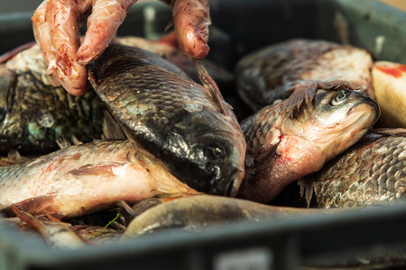 clean hands with a knife fresh fish
